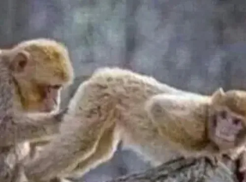 monkey meme