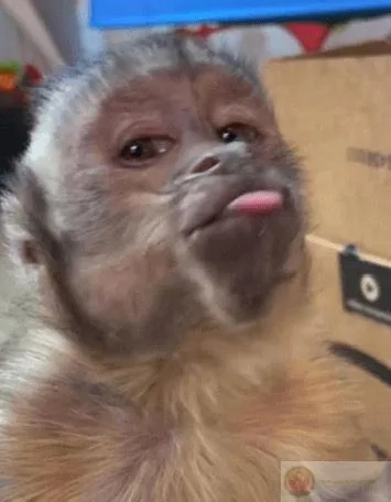 meme khỉ chu mỏ