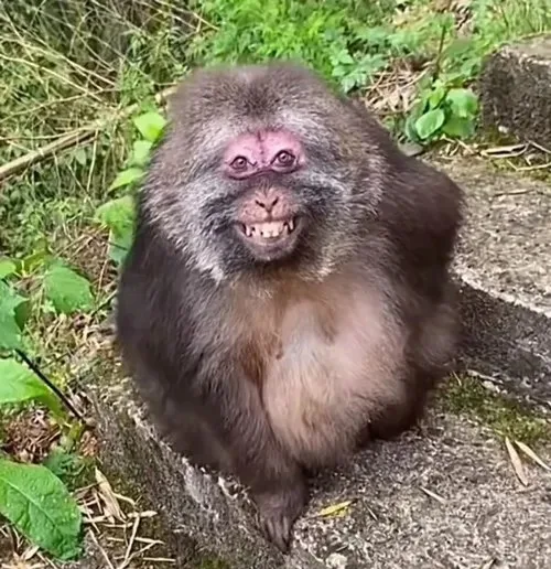 monkey meme