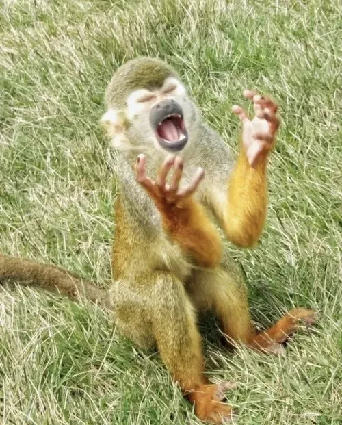 monkey meme