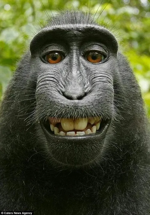 monkey meme
