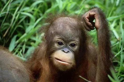 meme khỉ ôm đầu
