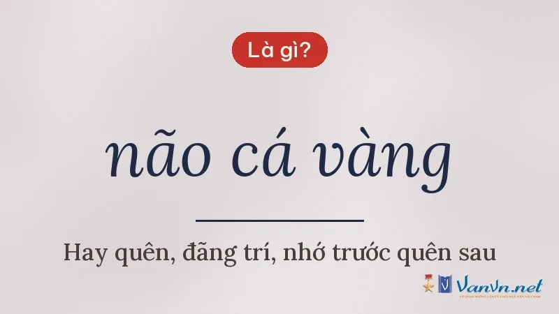 não cá vàng là gì