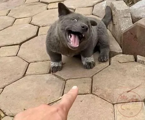ối dồi ôi meme