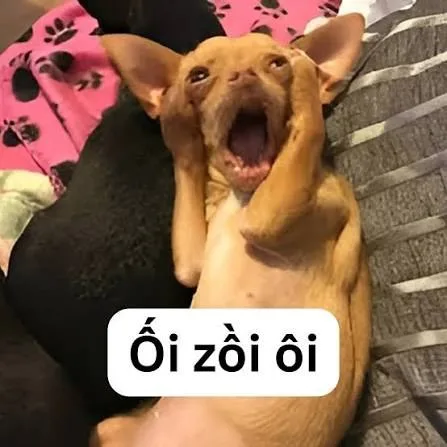 ối dồi ôi meme