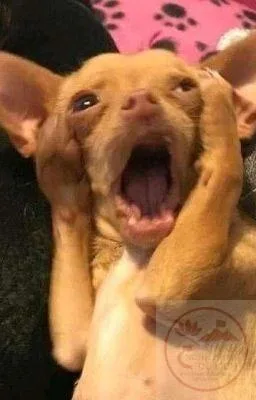 ối dồi ôi meme