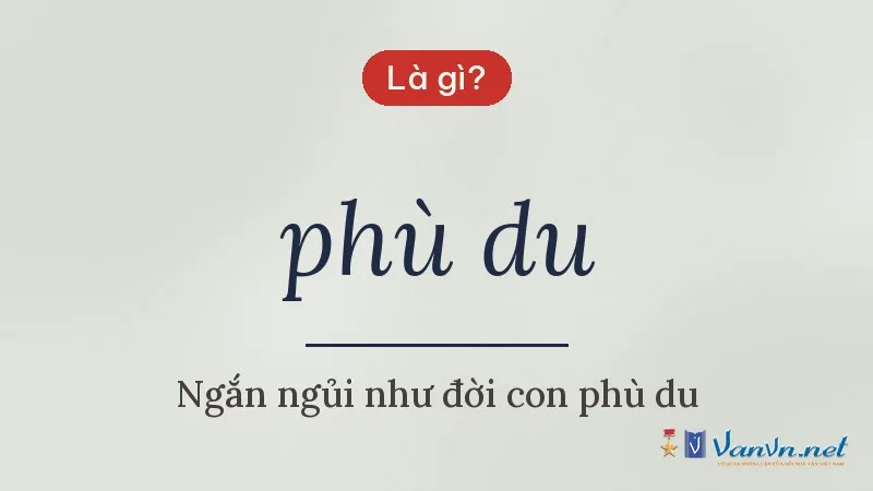 phù du là gì