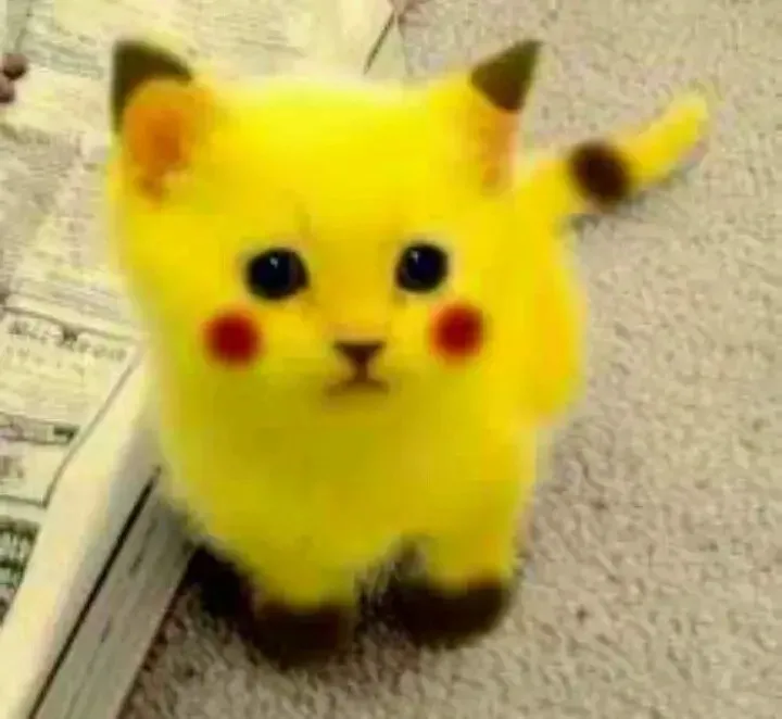 ảnh pikachu chế