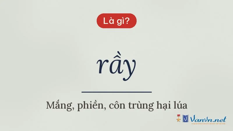 rầy là gì