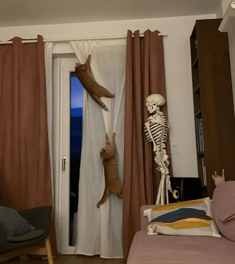 ảnh skeleton meme