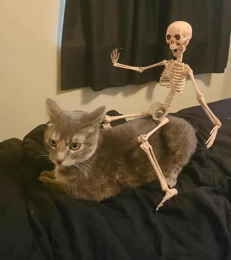 ảnh skeleton meme