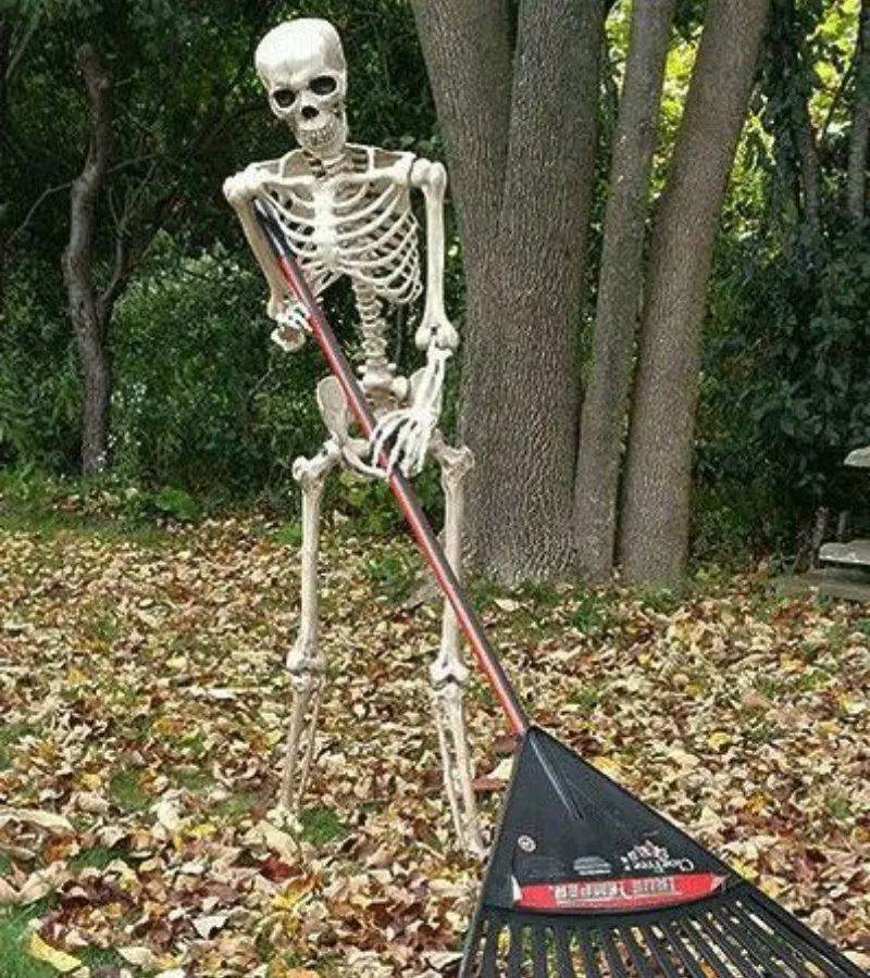 meme skeleton