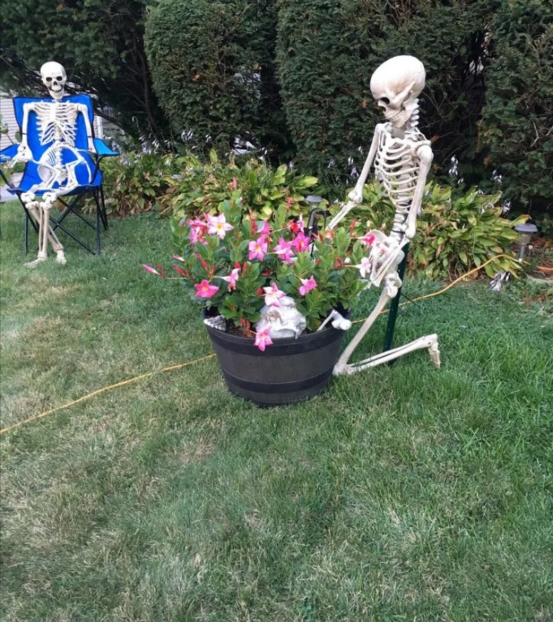meme skeleton