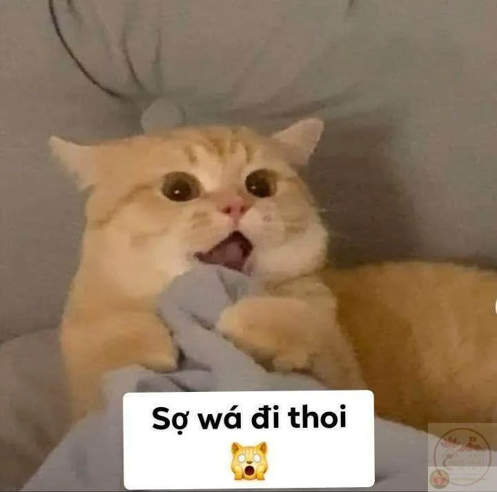 meme sợ quá