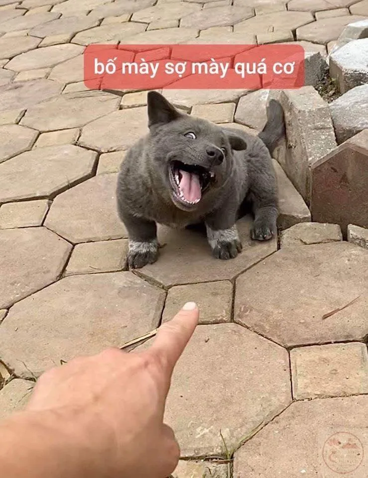 meme sợ quá cơ