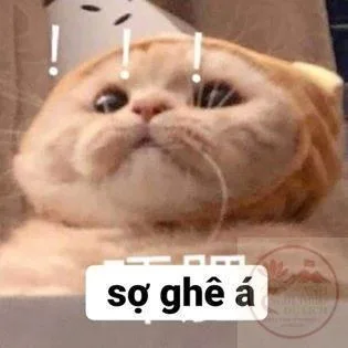 meme sợ quá