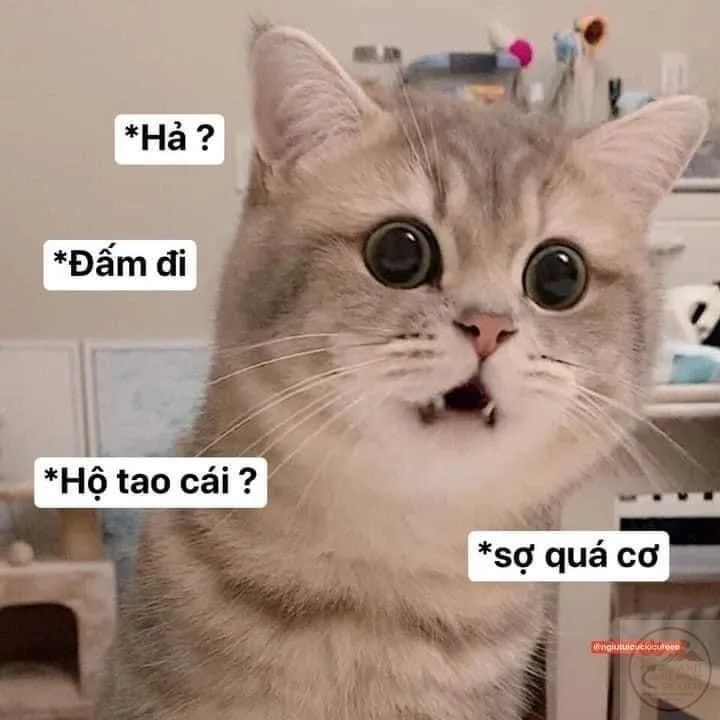 meme sợ quá cơ