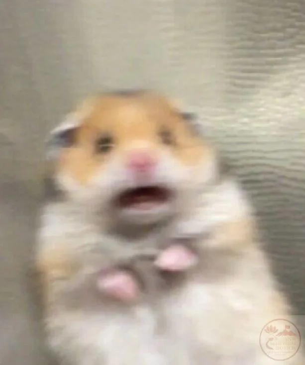 meme sợ quá