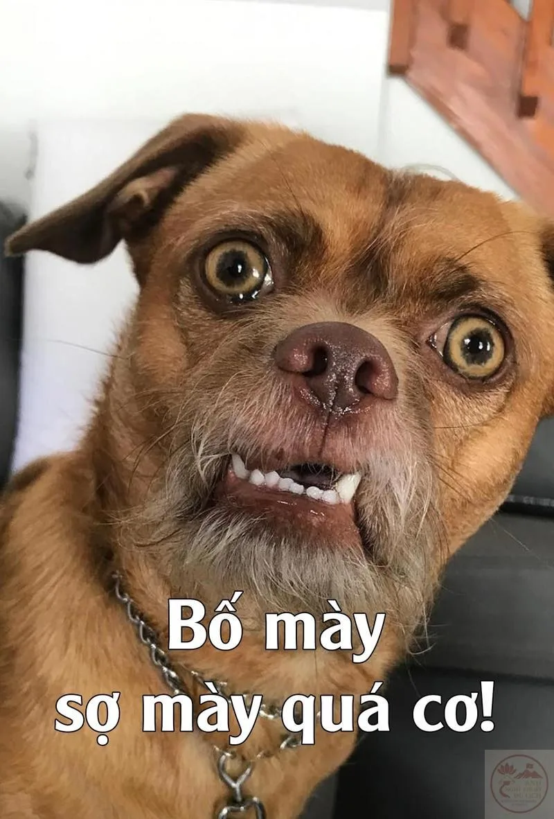 meme sợ quá cơ