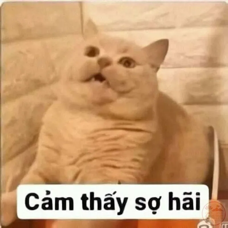 meme sợ quá
