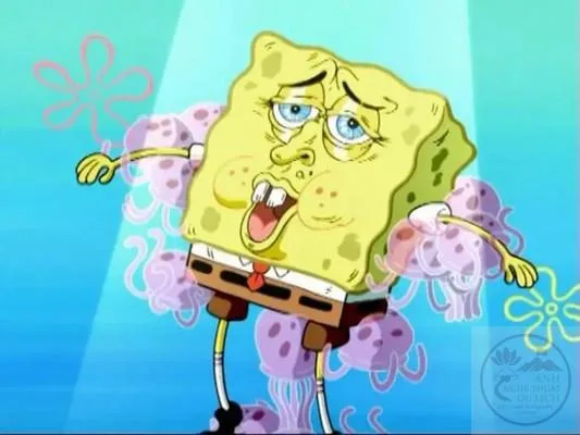 meme spongebob