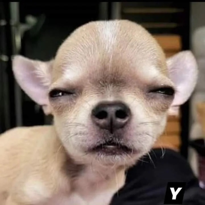 meme sus