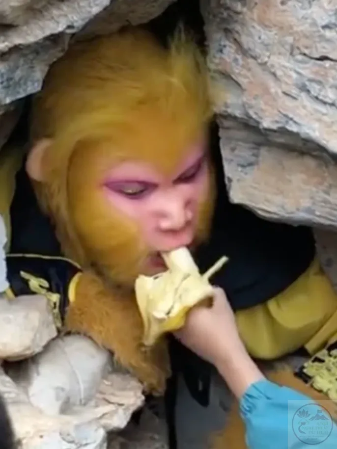 ảnh tôn ngộ không meme