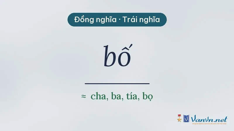 từ đồng nghĩa, trái nghĩa với bố