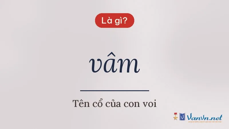 vâm là gì
