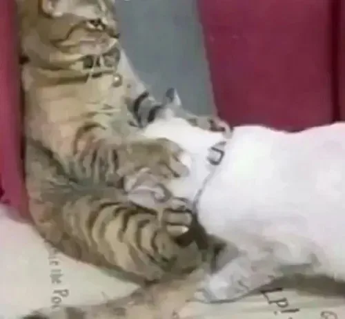 vắt cực khô meme