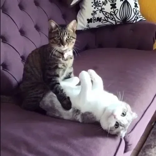 vắt cực khô meme