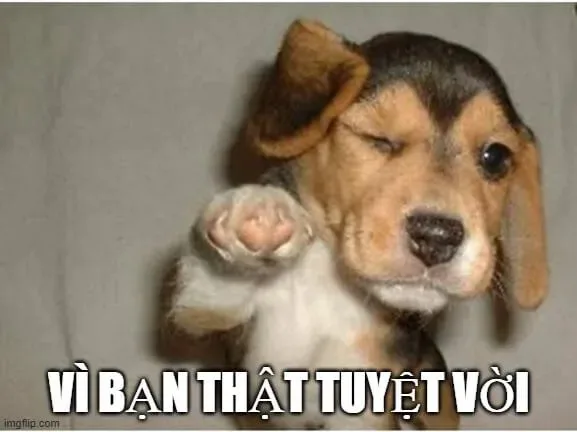 meme vì bạn xứng đáng