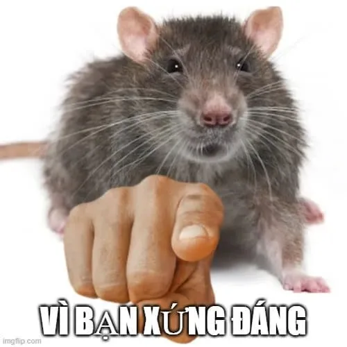 meme vì bạn xứng đáng