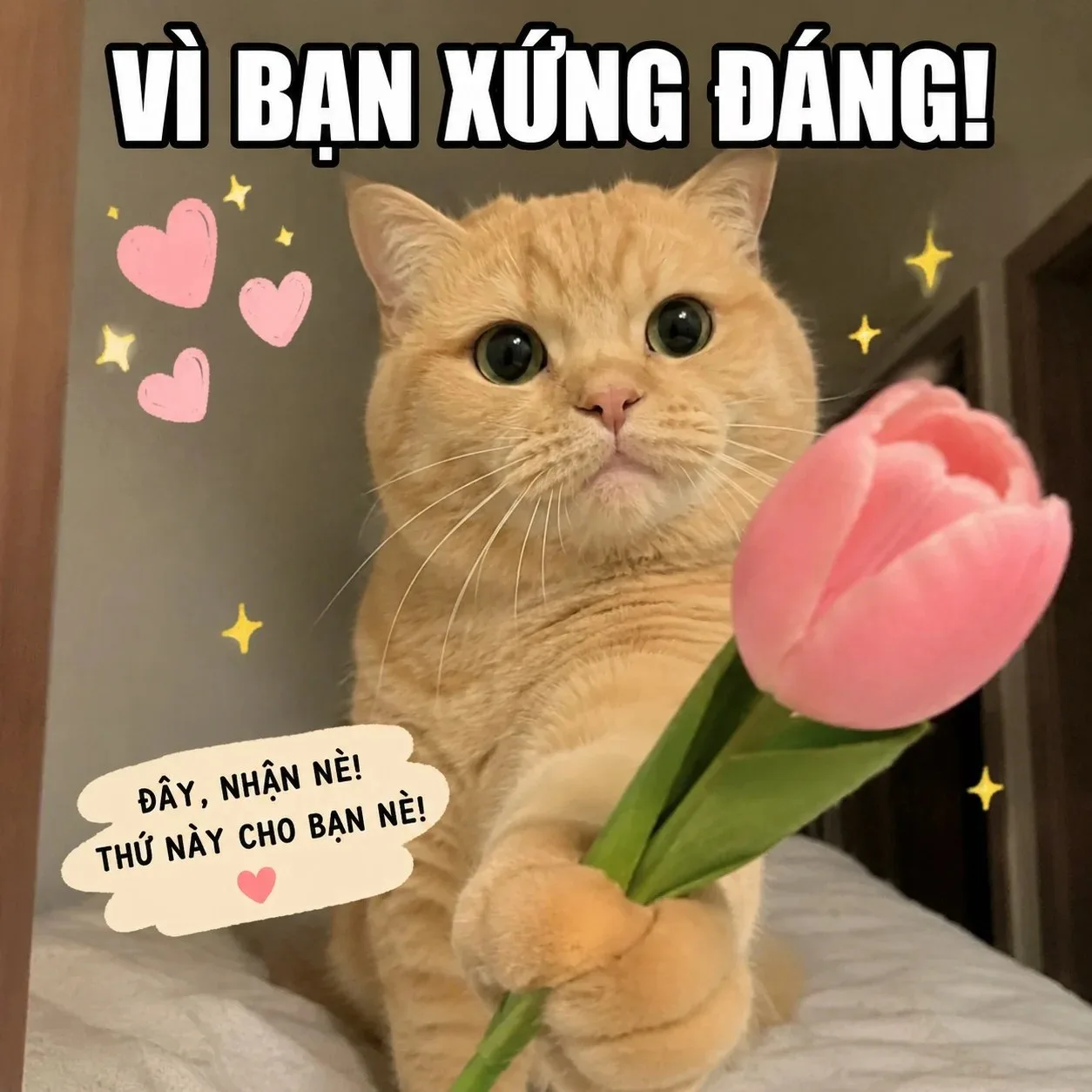 meme vì bạn xứng đáng