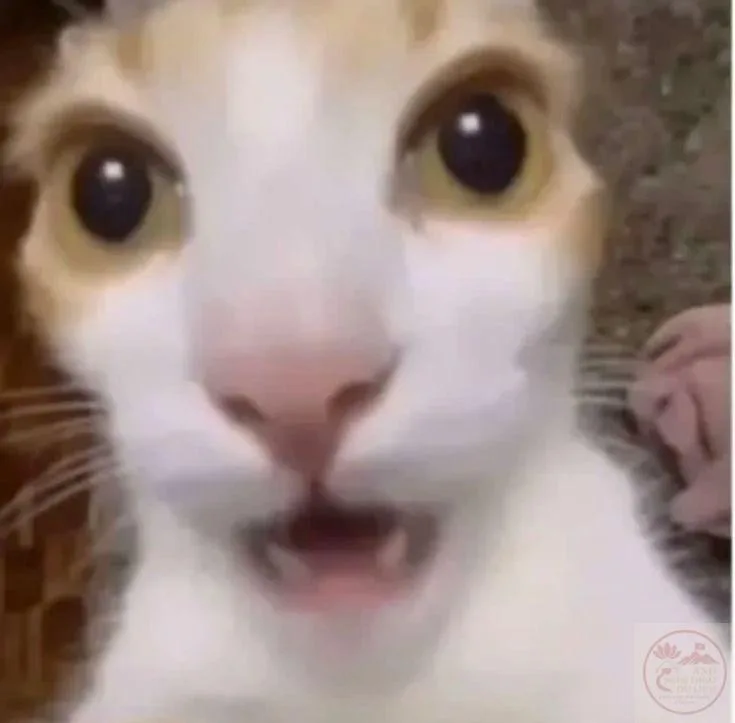 meme wow cute