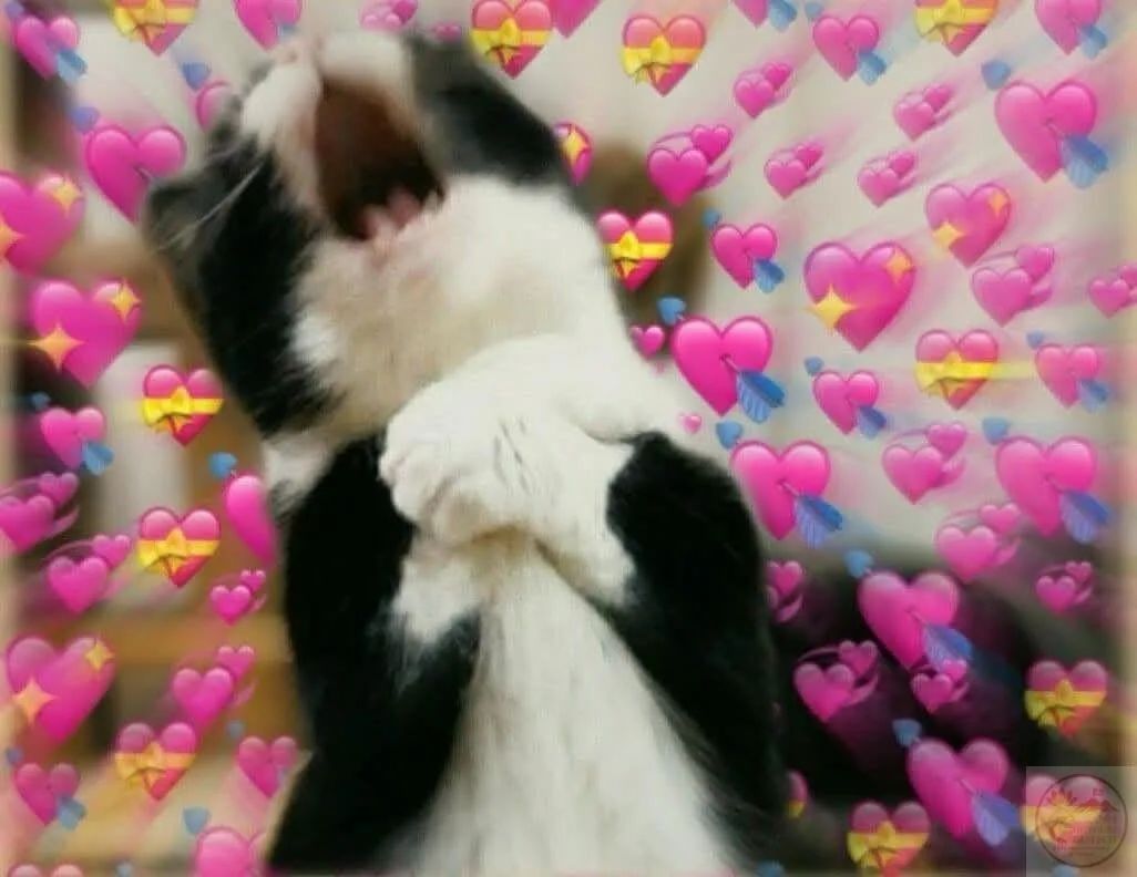 meme wow cute