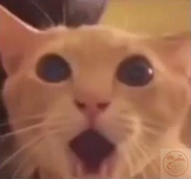 meme wow cute