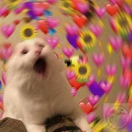 meme wow cute