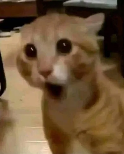meme wow cute