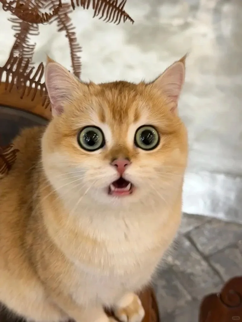meme wow cute