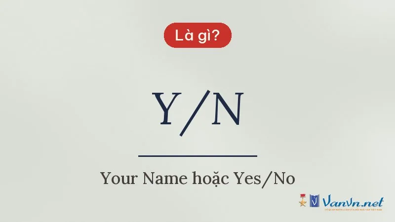 Y/N là gì