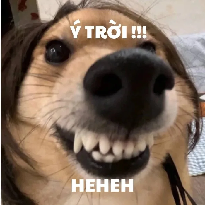 ý trời chế