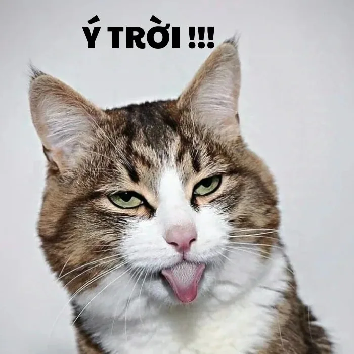ý trời chế