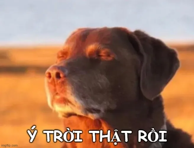 ý trời chế